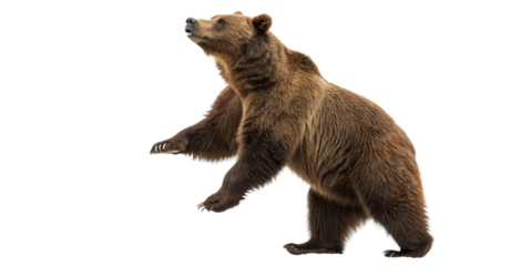 Brown Bear Standing, Isolated on Transparent Background, Wildlife Animal, Nature Photography, Grizzly, Mammal, Ursidae