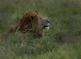 Closeup of a male lion relaxing in the grasses, Masai Mara, Kenya