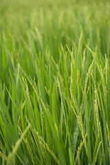 Ripe rice in farm fields. Closeup yellow paddy rice field with rice Flower. Rice field on rice paddy green. macro shot. 