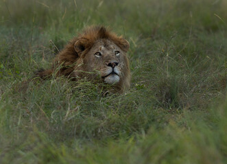 A portrait of a male lion relaxing in the grasses, Masai Mara, Kenya