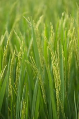Ripe rice in farm fields. Closeup yellow paddy rice field with rice Flower. Rice field on rice paddy green. macro shot. 