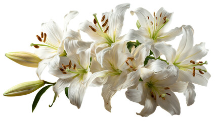Delicate white lily flowers and bud against a pure white background