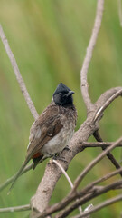 bulbul bird on the tree perch on tree nature background/