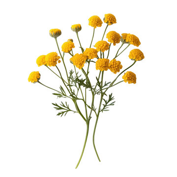 Yellow flowers bouquet on black background botanical beauty isolated on transparent background cutout