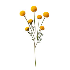 Yellow Billy Balls flower bouquet on black background botanical photography isolated on transparent background cutout