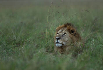A male lion relaxing in the grasses, Masai Mara, Kenya