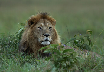 Portrait of a male lion at Masai Mara, Kenya