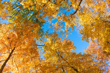 Nature in autumn. Fall weather outdoor. Leaves in autumn nature forest. Fallen leaves. Sunny day. Autumn nature forest. Orange and yellow fall leaves. Fall season colors