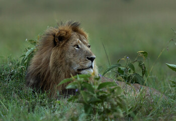 Portrait of a male lion, Masai Mara, Kenya