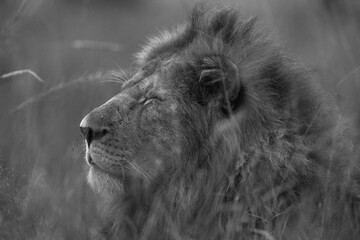 A male lion with closed eye, Masai Mara, Kenya