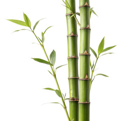 Green Bamboo Shoots with Leaves, Isolated on Transparent Background, Nature, Plant, Vegetation, Plant, Nature, Bamboo