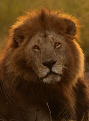 A backlit image of a male lion of black rock pride at Masai Mara, Kenya
