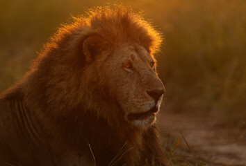 A backlit image of a male lion of black rock pride, Masai Mara, Kenya