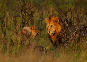 Closeup of Lion and lioness of black rock pride at Masai Mara, Kenya
