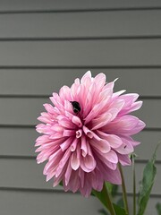 Dahlia with bee