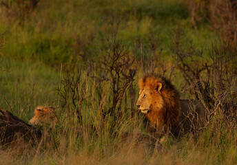 Lion and lioness of black rock pride at Masai Mara, Kenya