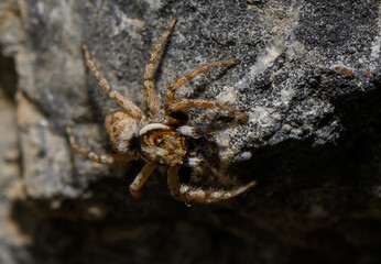 Jumping Spider Resting on Rock Surface