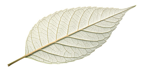 Obraz premium Single Delicate Leaf Vein Structure, Isolated on Transparent Background, Botany, Nature, Leaf Anatomy, Plant, Botanical, Foliage