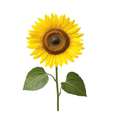 Obraz premium Bright sunflower with vibrant yellow petals and dark center, symbolizing warmth and positivity