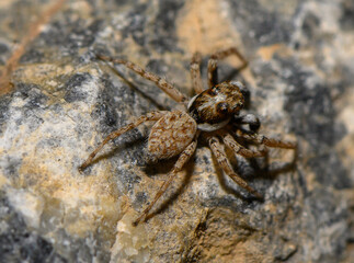 Jumping Spider on Stone in Closeup