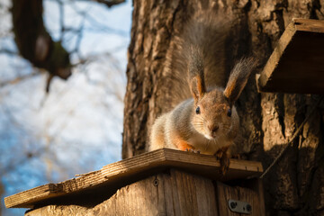 A squirrel sits on the roof of a feeding trough and looks attentively