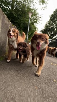 Joyful Dogs Engaging in Delightful Play Together on a Sunlit Sidewalk, Happy and Carefree