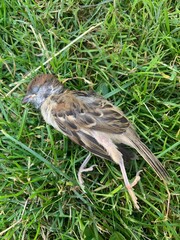 dead bird on the grass, dead sparrow 