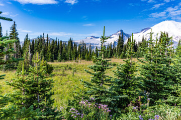 Mt. Ranier National Park
