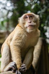 Close-up of a macaque monkey in the jungle