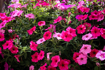 Trailing petunias. Beautiful summer background and landscape design in shades of pink with copy space. Charming flower for residential or commercial spaces.