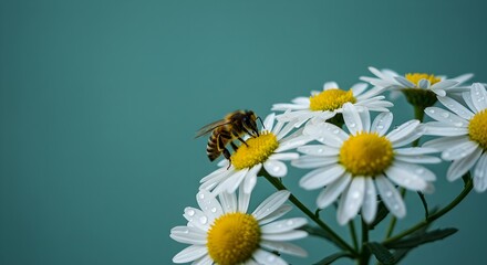 Obraz premium Close Up of Bee Pollinating White Daisies with Dewdrops on Teal Background