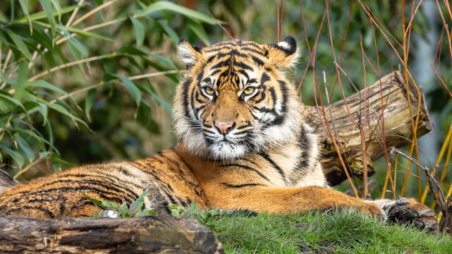 Sumatran tiger cub