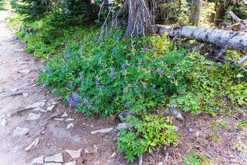 Mt. Ranier National Park