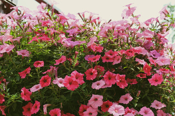 A vibrant cluster of trailing petunias in a large basket. Beautiful summer background and landscape design in shades of pink.
