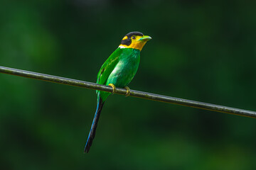 Long-tailed broadbill Broad-mouthed, long-tailed adults have a bright yellow throat and face. There are yellow patches on each side of the nape of the neck.	