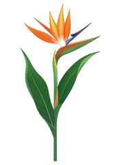 Vibrant bird-of-paradise flower illustration (1)