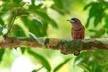 The bill is a reflective blue color. The body feathers are dark pinkish purple. The wings are black with yellow feathers arranged in a stripe. The upper hindwing is dotted with yellow feathers. The ru