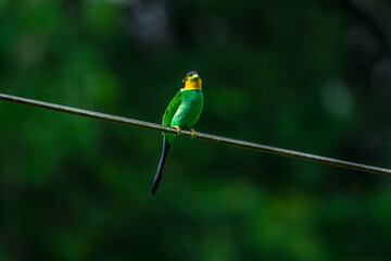 Long-tailed broadbill Broad-mouthed, long-tailed adults have a bright yellow throat and face. There are yellow patches on each side of the nape of the neck.	