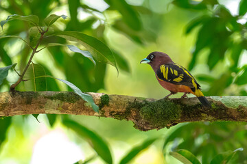 The bill is a reflective blue color. The body feathers are dark pinkish purple. The wings are black with yellow feathers arranged in a stripe. The upper hindwing is dotted with yellow feathers. The ru