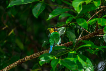 Long-tailed broadbill Broad-mouthed, long-tailed adults have a bright yellow throat and face. There are yellow patches on each side of the nape of the neck.	