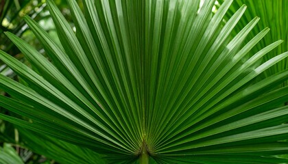Closeup lush green palm frond