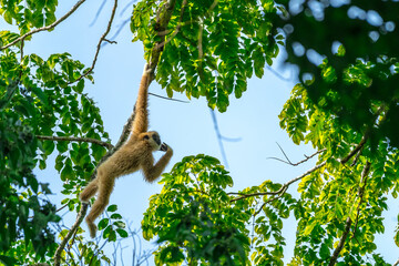 White-handed gibbon or Gibbons on trees, gibbon hanging from the tree branch. Animal in the wild, KhaoYai National Park, Thailand.	