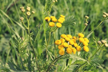 yellow flowers in the meadow, common tansy, blooming tansy