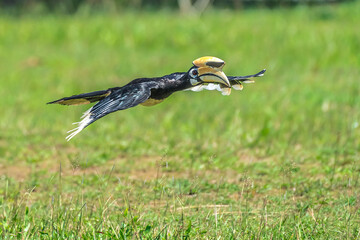 The bill and large hump are yellow. The face is black. The throat is white or yellowish-white. The...