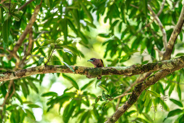 The bill is a reflective blue color. The body feathers are dark pinkish purple. The wings are black with yellow feathers arranged in a stripe. The upper hindwing is dotted with yellow feathers. The ru