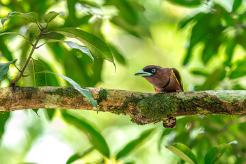 The bill is a reflective blue color. The body feathers are dark pinkish purple. The wings are black with yellow feathers arranged in a stripe. The upper hindwing is dotted with yellow feathers. The ru