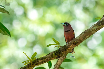 The bill is a reflective blue color. The body feathers are dark pinkish purple. The wings are black with yellow feathers arranged in a stripe. The upper hindwing is dotted with yellow feathers. The ru