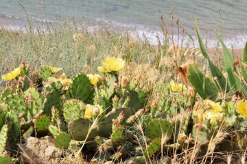 Beautiful yellow prickly pear cactus on the mountain slope
