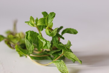 Fresh mint or pudina with vibrant green leaves and textured edges on a clean white background
