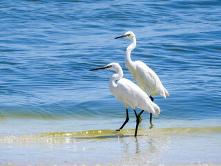 Pair of Little Egrets at the Water's Edge